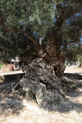 Monumental olive tree (Olea europea var. mastoeides on a rootstock of var. oleaster), south aspect, Vuves, Kolymvari, Crete
